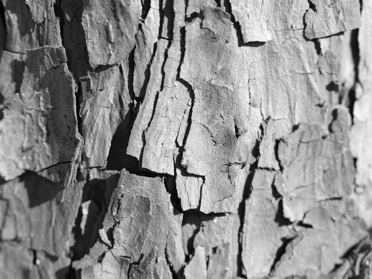 Detailed black and white close-up of tree bark showcasing natural texture.