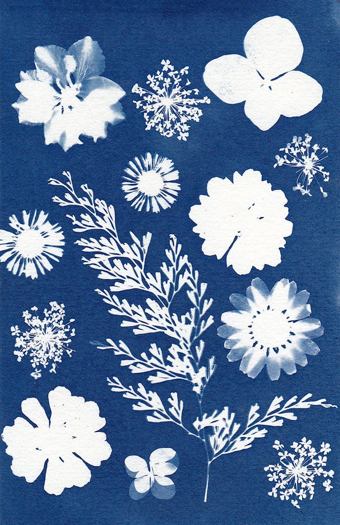 A collection of floral and plant silhouettes in a stunning cyanotype style, showcasing natures intricate beauty.