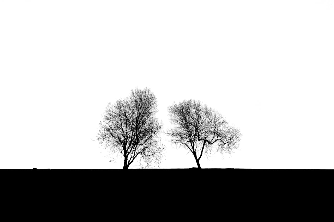A minimalist black and white silhouette of two barren trees against a stark horizon.