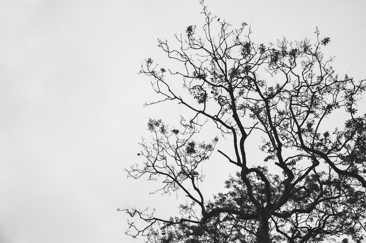 A striking black and white image capturing the intricate silhouette of tree branches against a cloudy sky.
